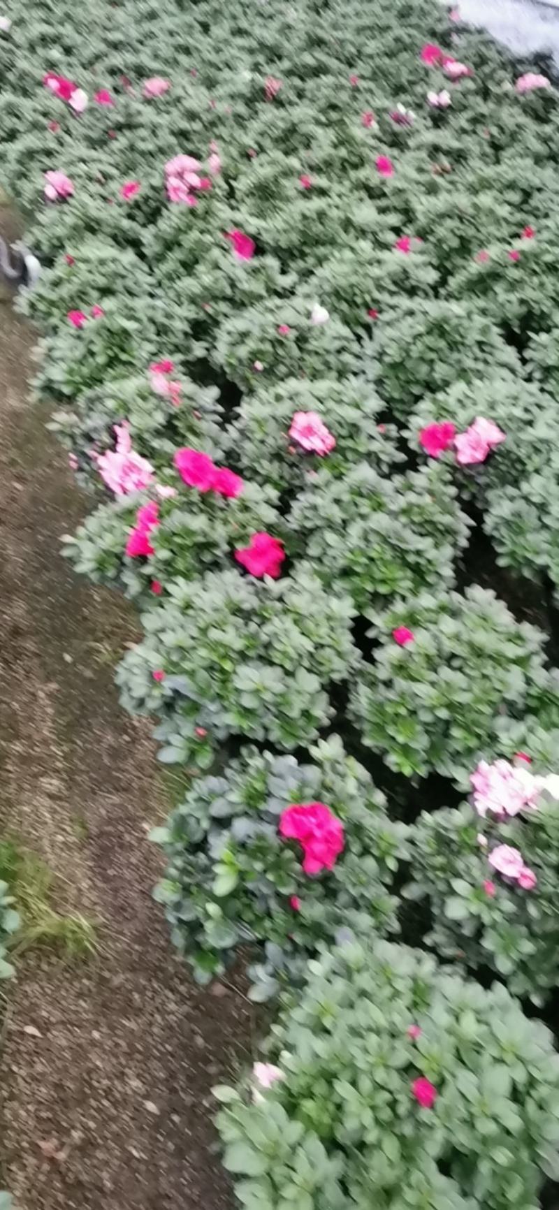 杜鹃花盆栽带花苞发老桩大棵四季开花植物室内外阳台好养易活