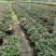 杜鹃花盆栽带花苞发老桩大棵四季开花植物室内外阳台好养易活