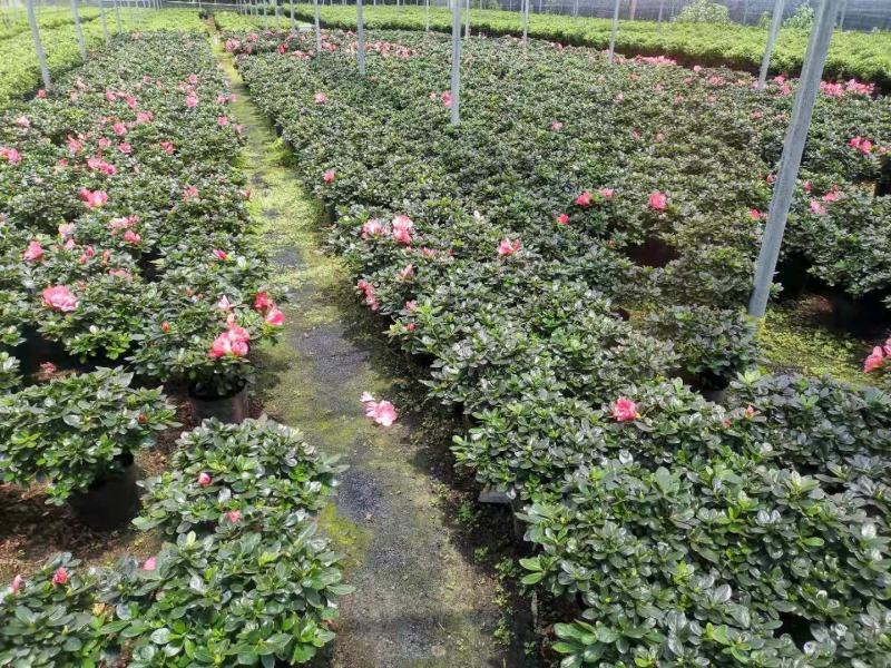 杜鹃花盆栽带花苞发老桩大棵四季开花植物室内外阳台好养易活