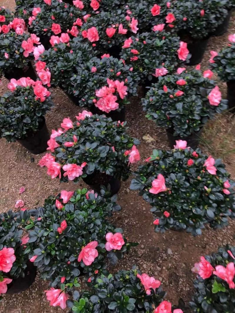 杜鹃花盆栽带花苞发老桩大棵四季开花植物室内外阳台好养易活