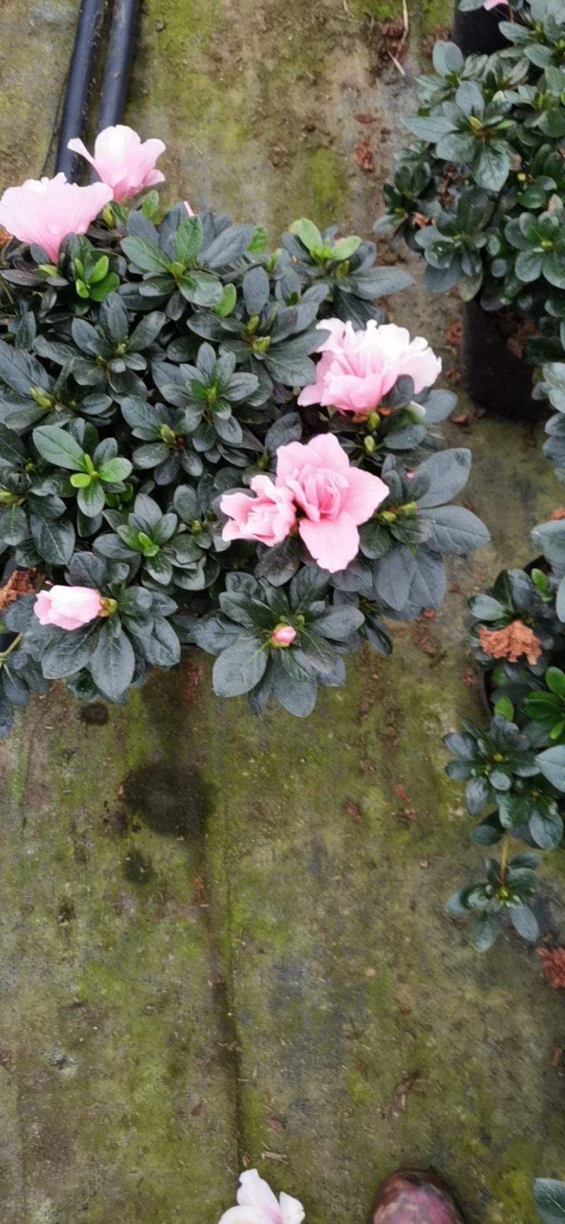 杜鹃花盆栽带花苞发老桩大棵四季开花植物室内外阳台好养易活