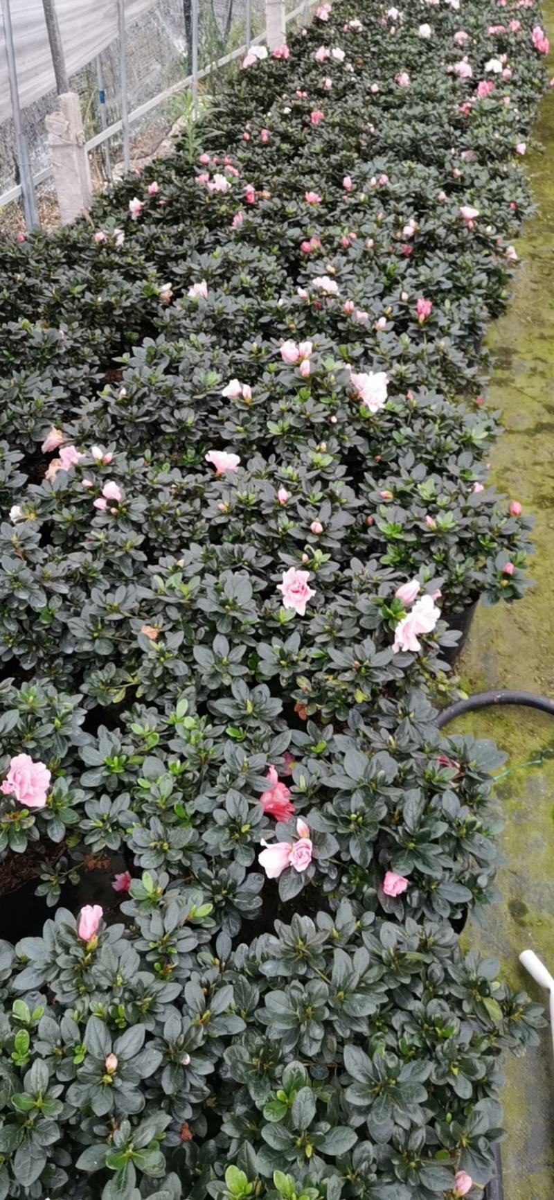 杜鹃花盆栽带花苞发老桩大棵四季开花植物室内外阳台好养易活
