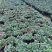 杜鹃花盆栽带花苞发老桩大棵四季开花植物室内外阳台好养易活