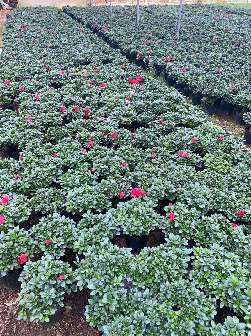 杜鹃花盆栽带花苞发老桩大棵四季开花植物室内外阳台好养易活