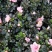 杜鹃花盆栽带花苞发老桩大棵四季开花植物室内外阳台好养易活