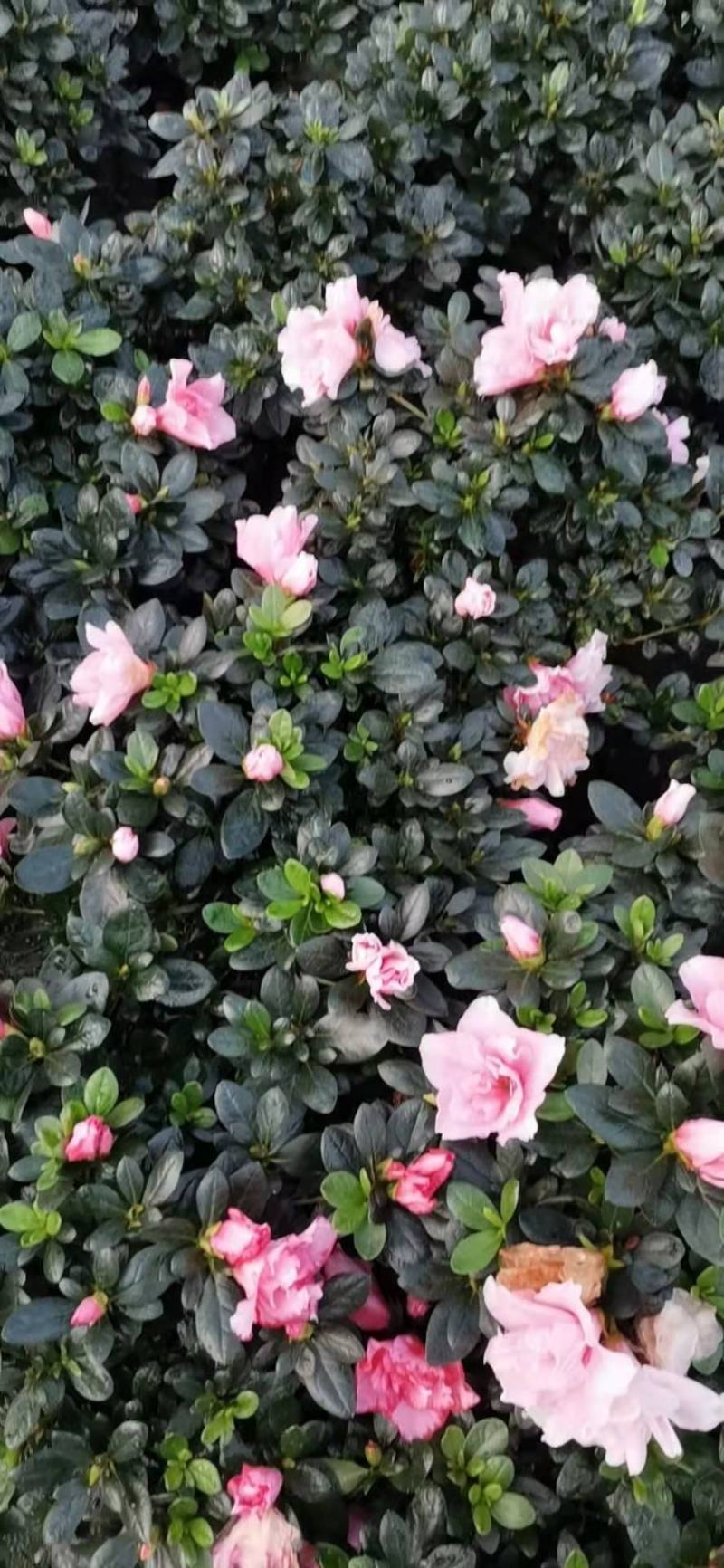 杜鹃花盆栽带花苞发老桩大棵四季开花植物室内外阳台好养易活