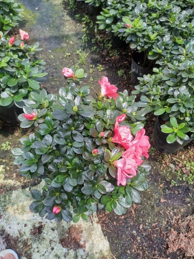 杜鹃花盆栽带花苞发老桩大棵四季开花植物室内外阳台好养易活