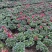 杜鹃花盆栽带花苞发老桩大棵四季开花植物室内外阳台好养易活