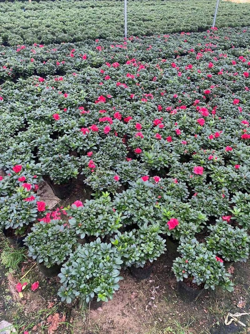 杜鹃花盆栽带花苞发老桩大棵四季开花植物室内外阳台好养易活