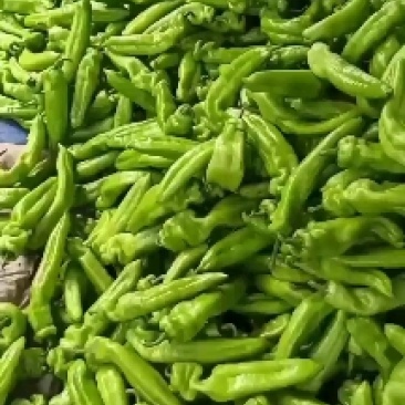 新乐黄皮尖椒大量上市中，货源充足，保证质量，价格合理