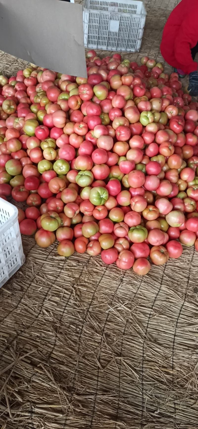 新乐黄皮尖椒大量上市中，货源充足，保证质量，价格合理