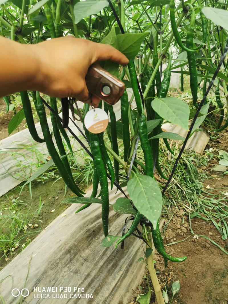 新乐黄皮尖椒大量上市中，货源充足，保证质量，价格合理