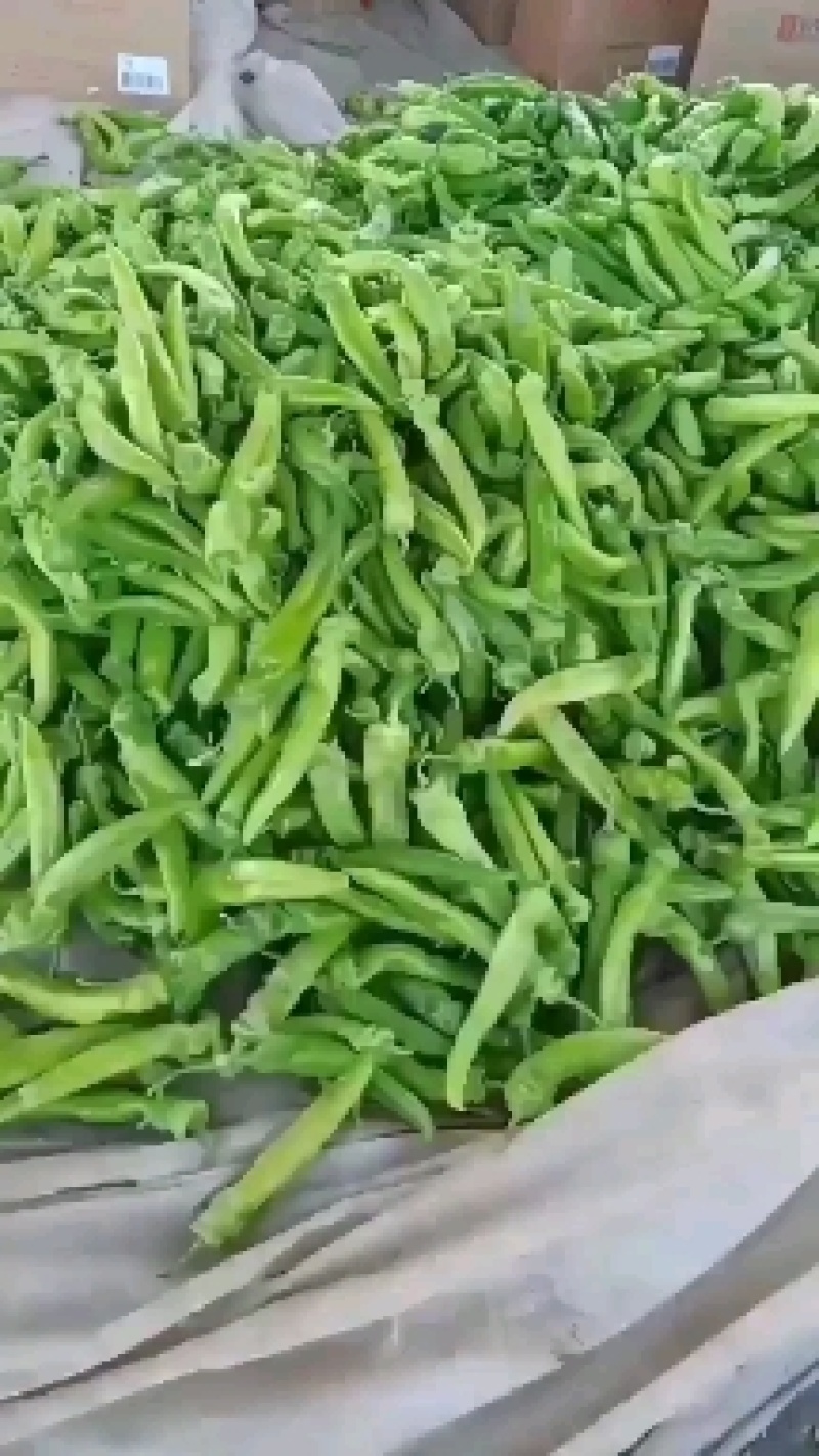 新乐黄皮尖椒大量上市中，货源充足，保证质量，价格合理