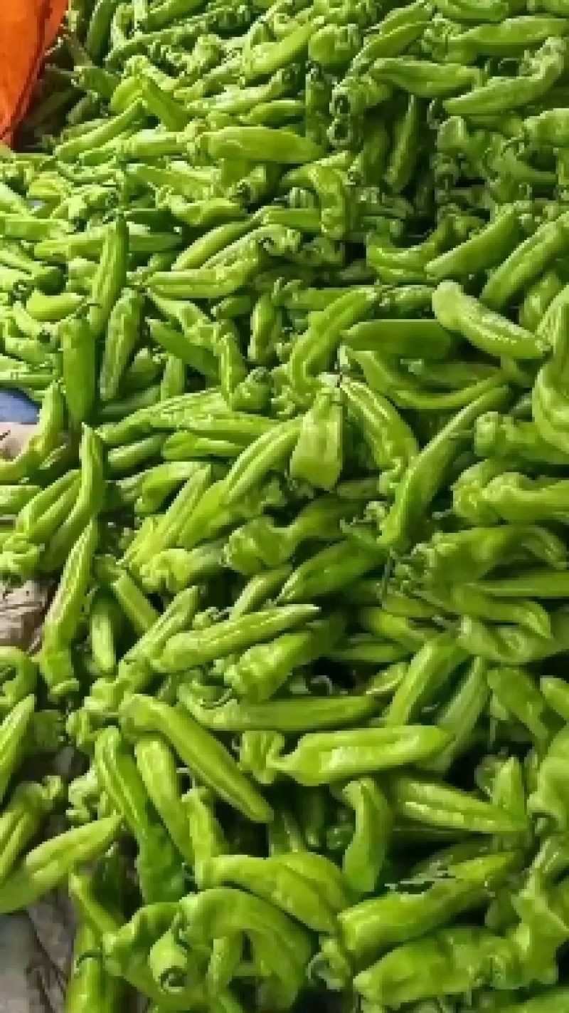 新乐黄皮尖椒大量上市中，货源充足，保证质量，价格合理