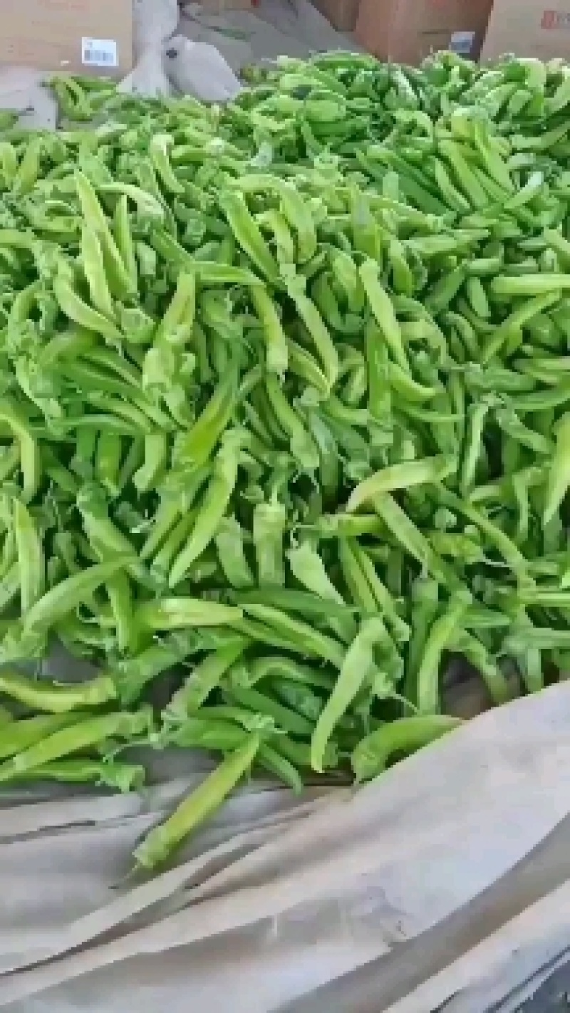 新乐黄皮尖椒大量上市中，货源充足，保证质量，价格合理