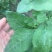 大叶枸杞苗叶用枸杞种苗食叶型广东枸杞苗煲汤专用