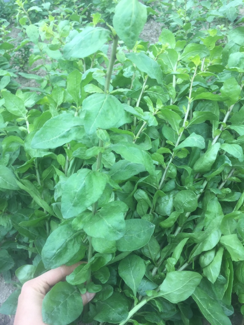 大叶枸杞苗叶用枸杞种苗食叶型广东枸杞苗煲汤专用