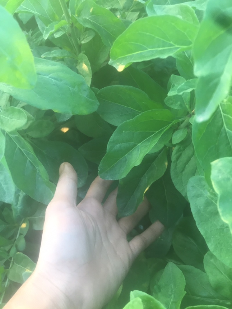 大叶枸杞苗叶用枸杞种苗食叶型广东枸杞苗煲汤专用