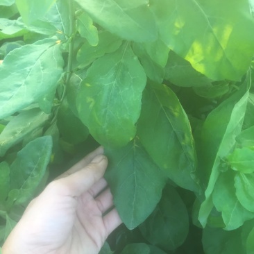 大叶枸杞苗叶用枸杞种苗食叶型广东枸杞苗煲汤专用