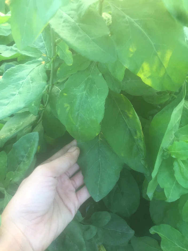 大叶枸杞苗叶用枸杞种苗食叶型广东枸杞苗煲汤专用