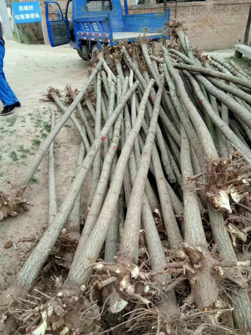 刺槐