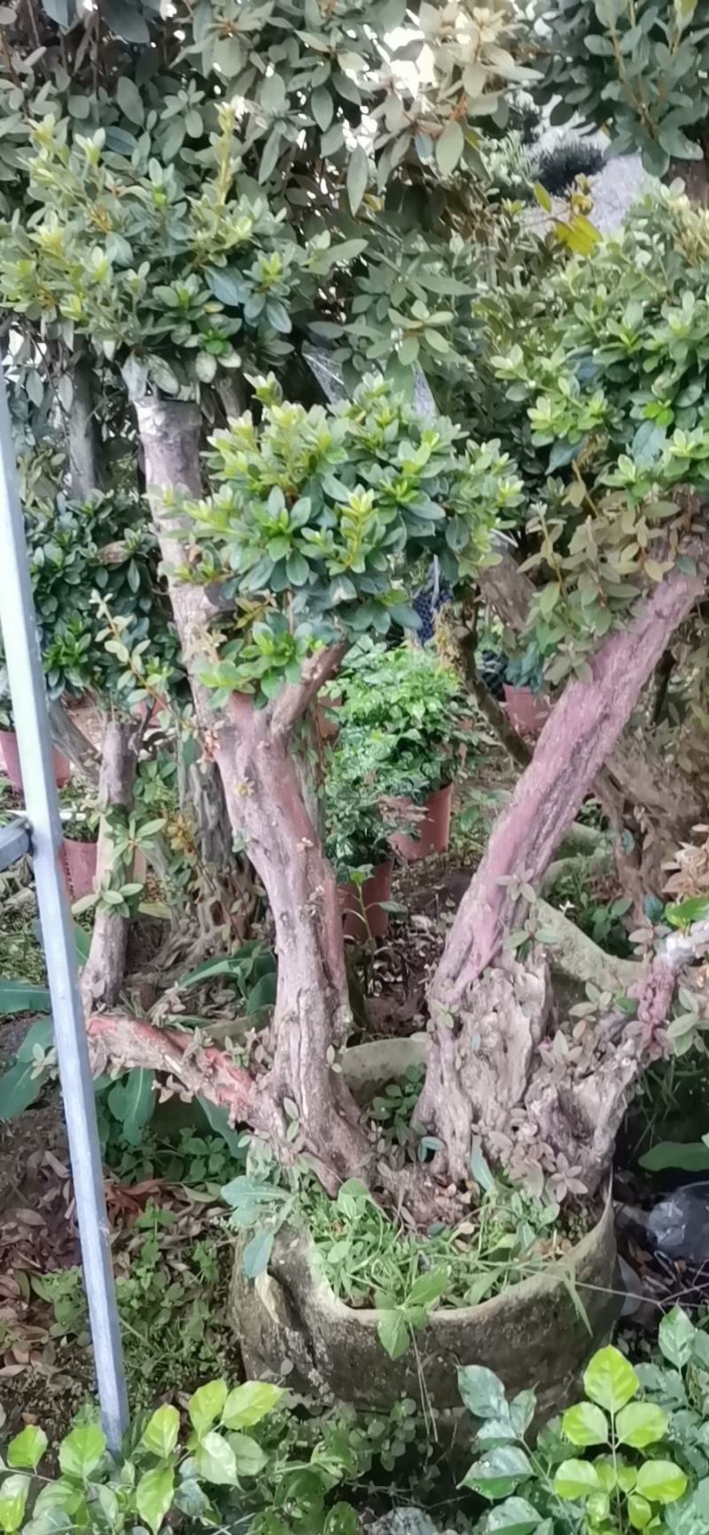 杨梅红杜鹃嫁接树桩多色混接杜鹃老桩阳台庭院盆景四季开