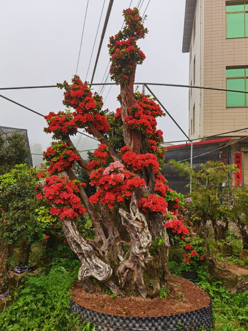 杨梅红杜鹃嫁接树桩多色混接杜鹃老桩阳台庭院盆景四季开