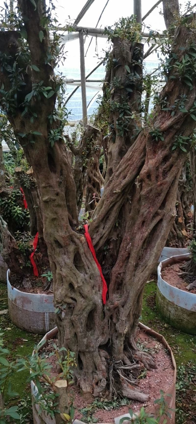 杨梅红杜鹃嫁接树桩多色混接杜鹃老桩阳台庭院盆景四季开