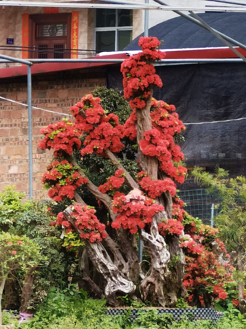 杨梅红杜鹃嫁接树桩多色混接杜鹃老桩阳台庭院盆景四季开