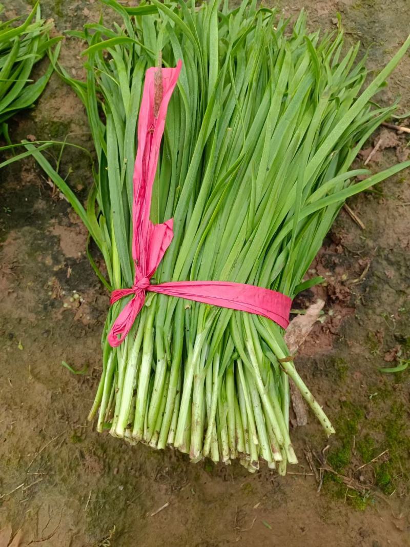 安阳韭菜精品大叶韭菜根粗叶状二茬,欢迎各位老板采购