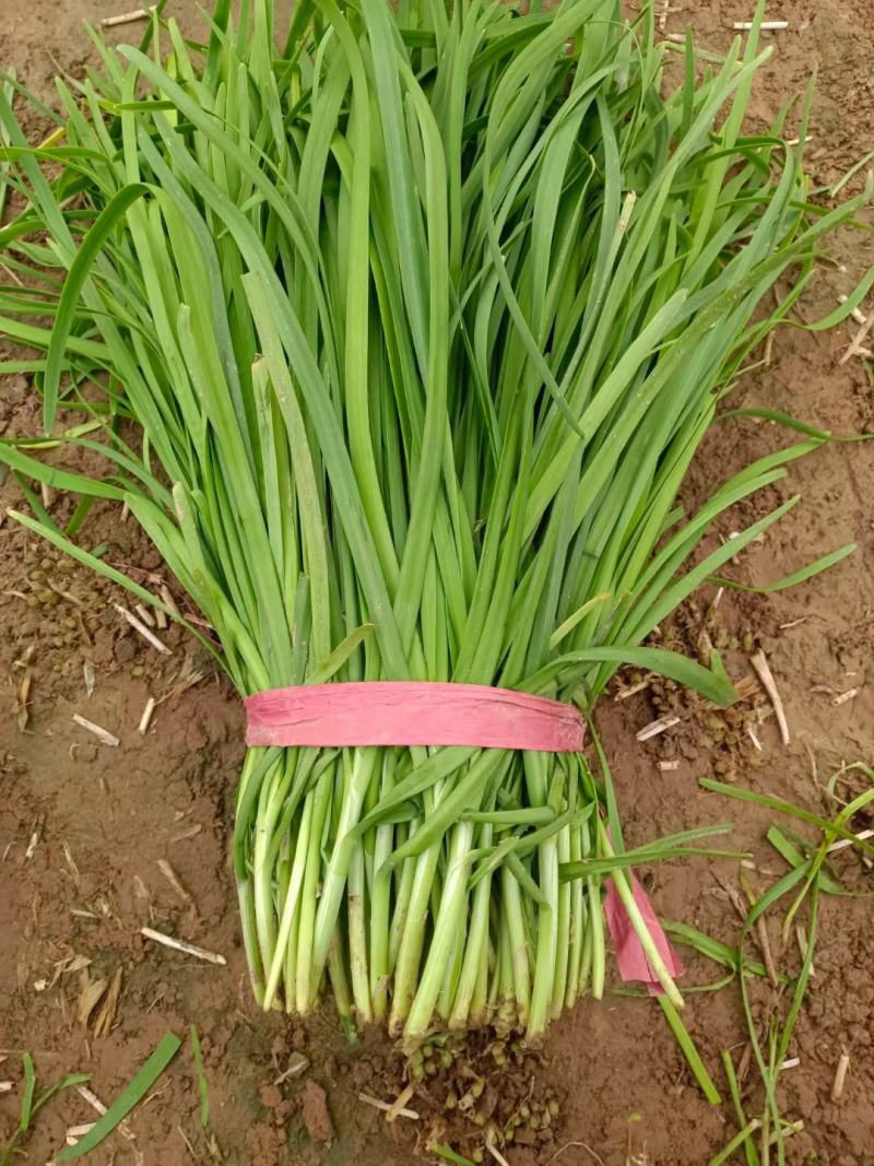 安阳韭菜精品大叶韭菜根粗叶状二茬,欢迎各位老板采购