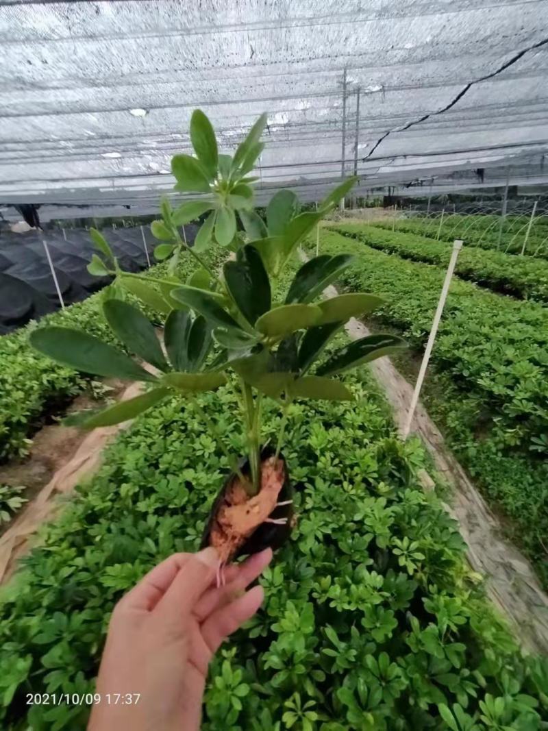 花叶鸭脚木袋苗花叶鸭脚木小苗澳洲鸭脚木杯苗园林绿化