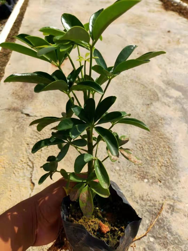 花叶鸭脚木袋苗花叶鸭脚木小苗澳洲鸭脚木杯苗园林绿化