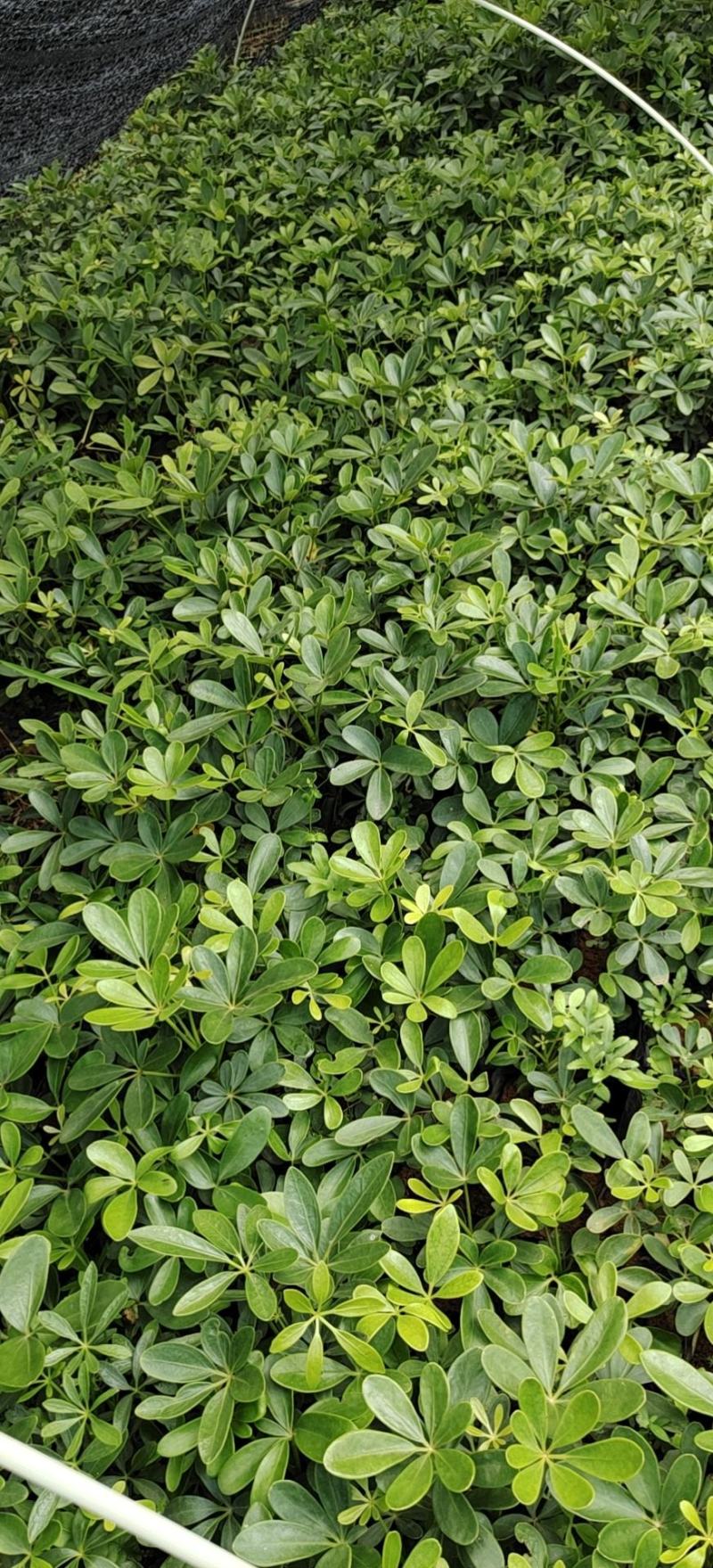 花叶鸭脚木袋苗花叶鸭脚木小苗澳洲鸭脚木杯苗园林绿化