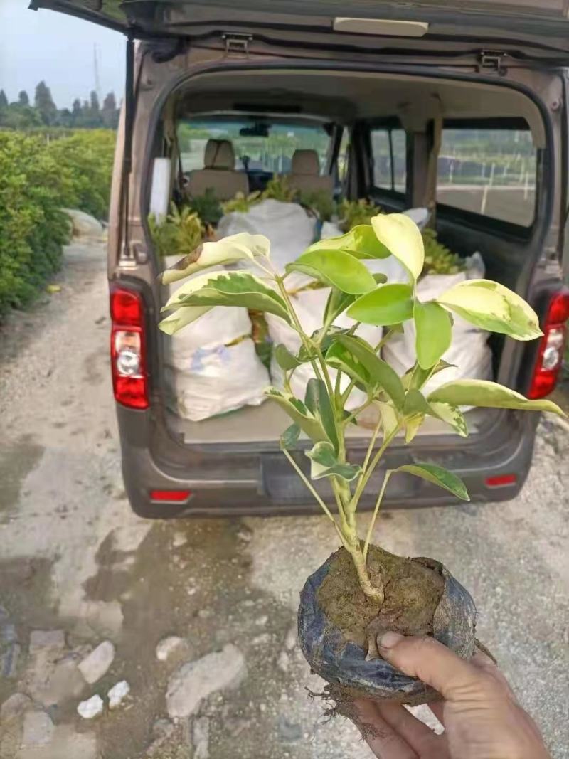 花叶鸭脚木袋苗花叶鸭脚木小苗澳洲鸭脚木杯苗园林绿化