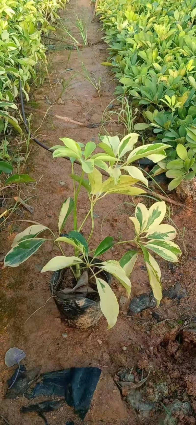花叶鸭脚木袋苗花叶鸭脚木小苗澳洲鸭脚木杯苗园林绿化