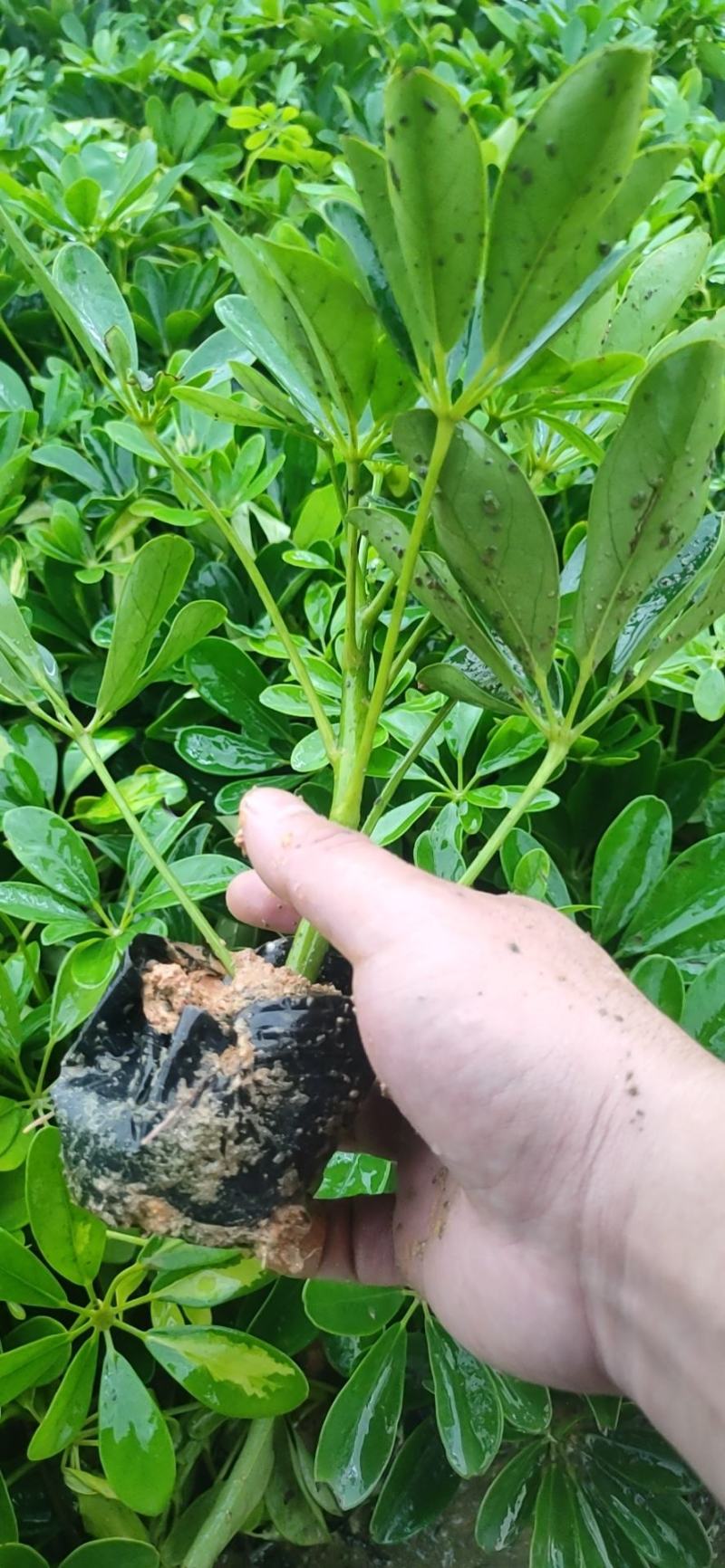 花叶鸭脚木袋苗花叶鸭脚木小苗澳洲鸭脚木杯苗园林绿化