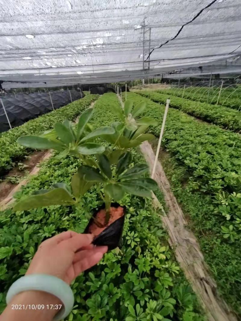 花叶鸭脚木袋苗花叶鸭脚木小苗澳洲鸭脚木杯苗园林绿化