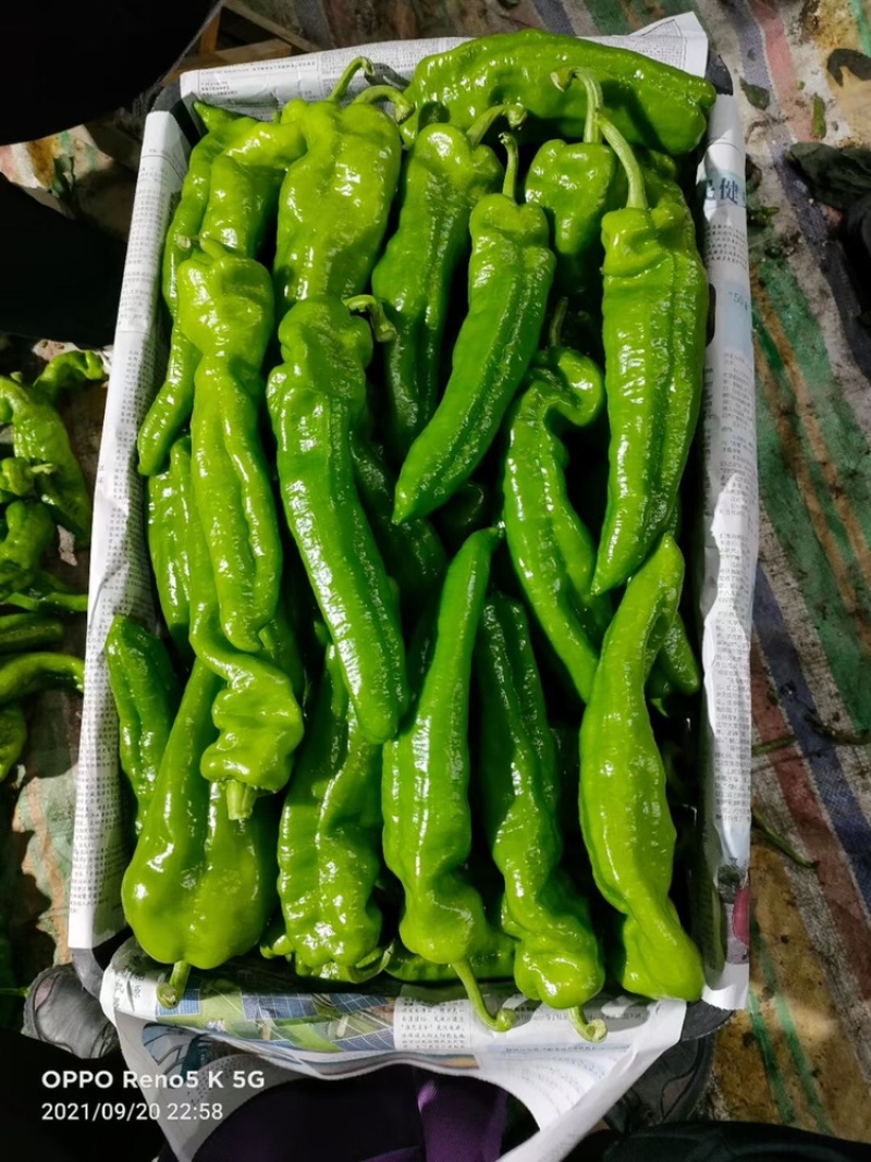 辣椒