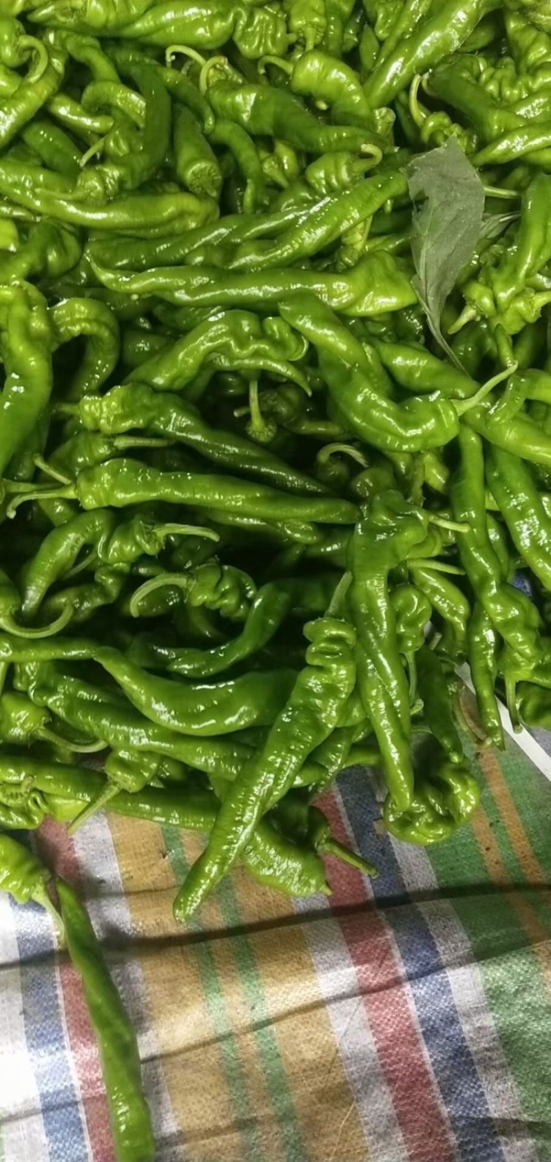 辣椒