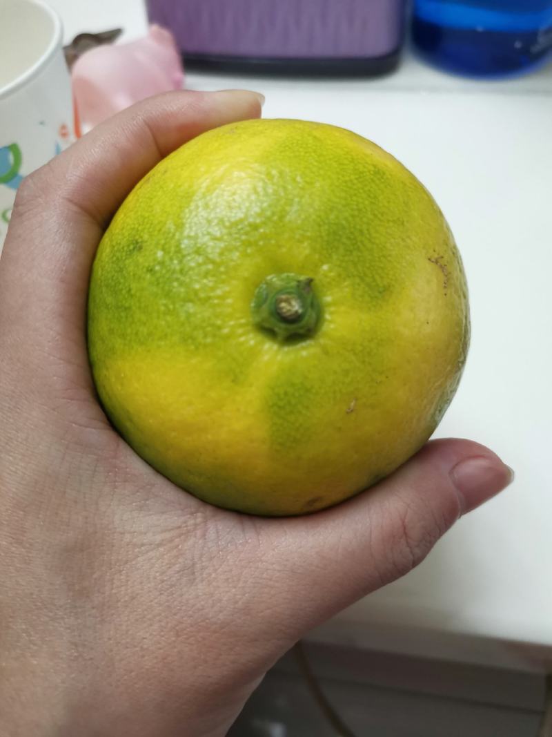 蜜橘子桔子皮薄肉厚汁多口感甜果皮好个头均匀