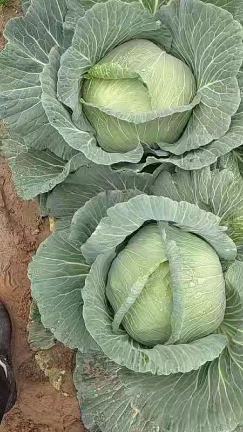 京丰一号甘蓝，，扁包菜。大量有货，供应加工厂，市场。