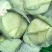 京丰一号甘蓝，，扁包菜。大量有货，供应加工厂，市场。