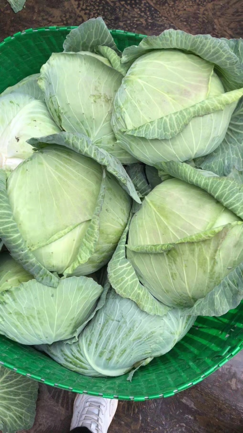 京丰一号甘蓝，，扁包菜。大量有货，供应加工厂，市场。