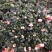 杜鹃花苗盆栽带花苞四季开花不断室内花卉绿植植物基地直销