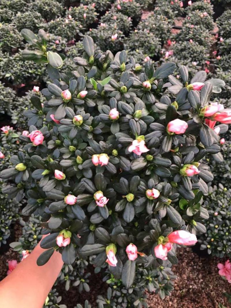 杜鹃花苗盆栽带花苞四季开花不断室内花卉绿植植物基地直销