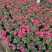 杜鹃花苗盆栽带花苞四季开花不断室内花卉绿植植物基地直销