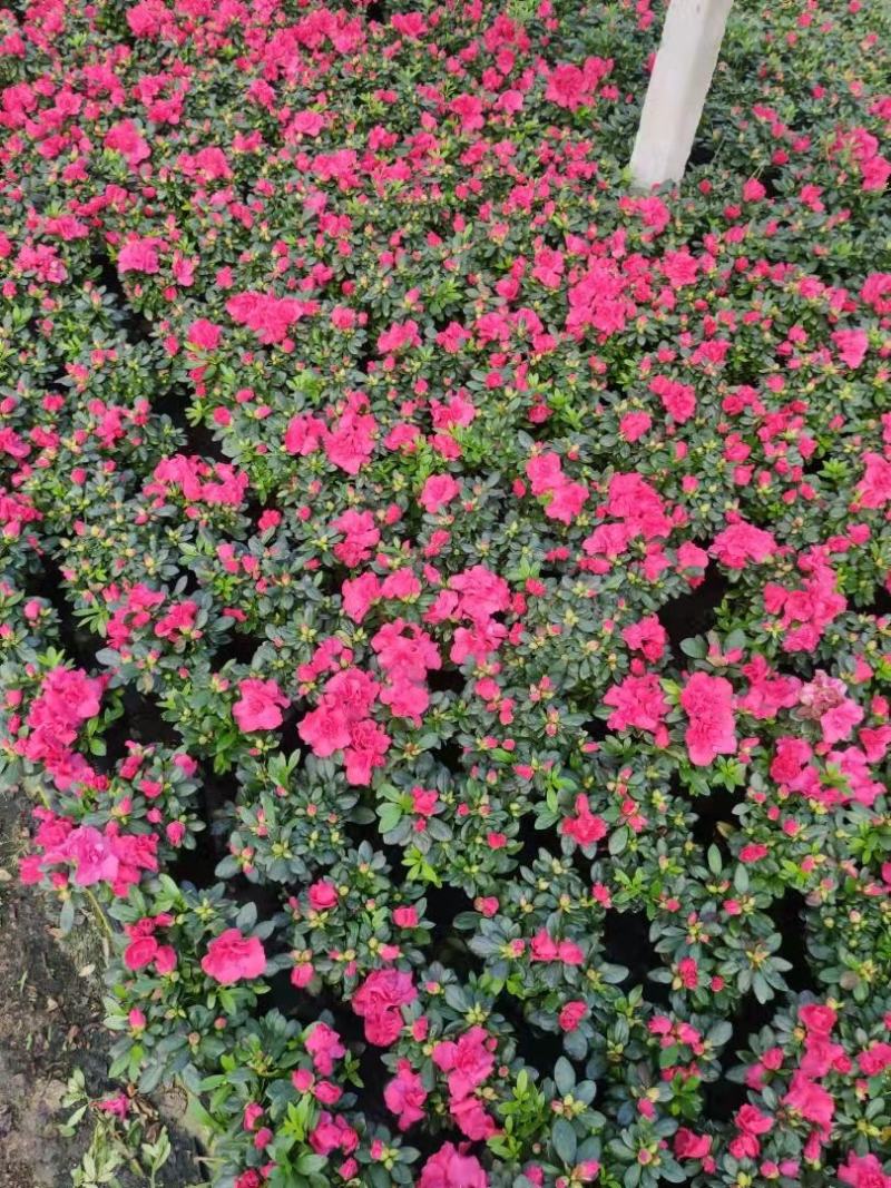 杜鹃花苗盆栽带花苞四季开花不断室内花卉绿植植物基地直销