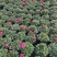 杜鹃花苗盆栽带花苞四季开花不断室内花卉绿植植物基地直销