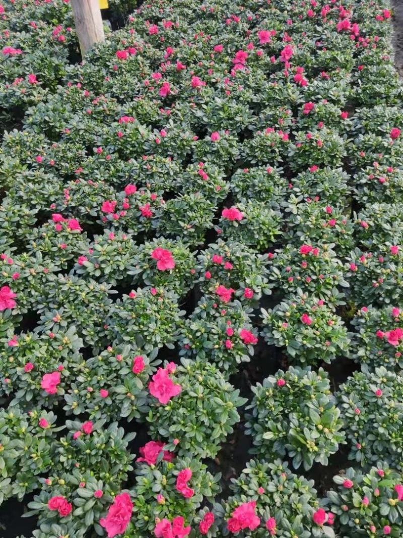 杜鹃花苗盆栽带花苞四季开花不断室内花卉绿植植物基地直销